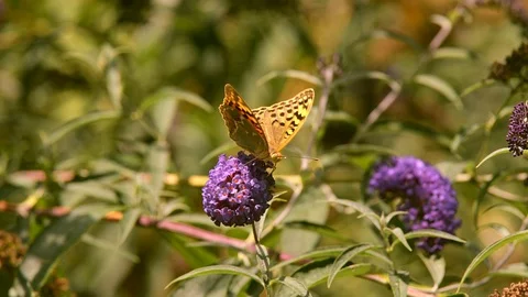 Lathonia, on the flowering of Buddleja Stock Footage 95882055
