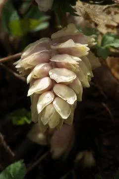 Lathraea squamaria Photos