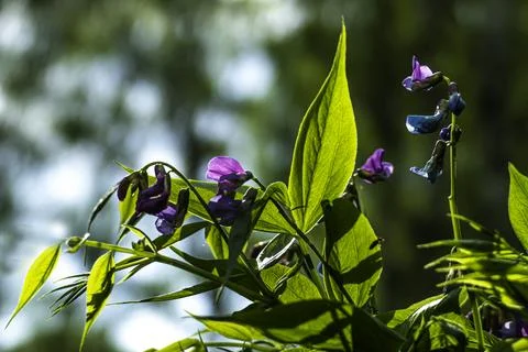 Lathyrus palustris 写真素材