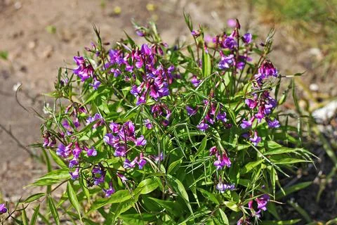 Lathyrus vernus Stock Photos