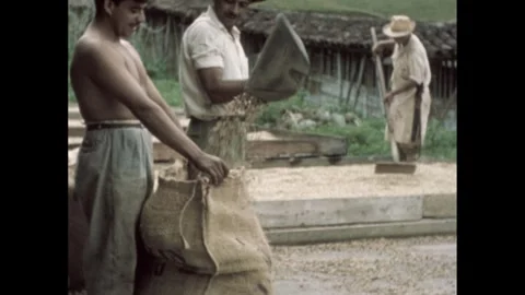 Latin America 1960s: Men process coffee beans at a rural farm, with one Stock Footage 289770405