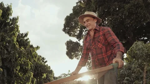 Latin farmer working in the coffee harvest on a sunny day in the field, sifti Stock Footage 192557367