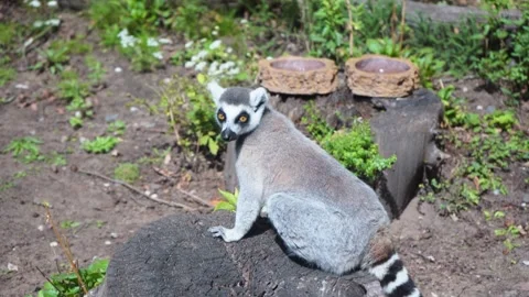 Latin lemures, Ring Tailed Lemur catta sitting on tree stump on Safari Park, 4K Stock Footage 156455803