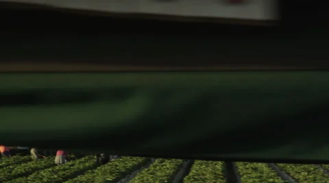 Latino Fields Workers Assembly Line to inspect fruit selection Stock Footage 52109969