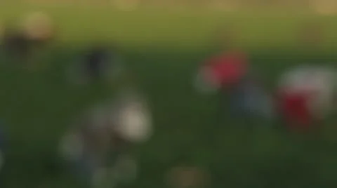 Latino Fields Workers picking fruit running to weigh fruit selections Stock Footage 52158518