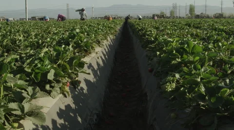 Latino Fieldworkers working in a field Stock Footage 52087146
