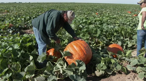 Latino man and woman harvest pumpkins in a Texas field, 4K. Stock Footage