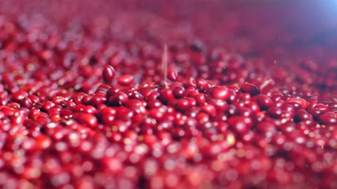 Latino red bean falling into packing house Stock Footage 232559825