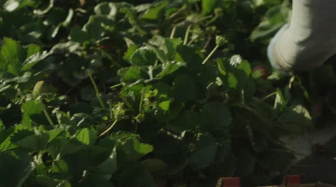 Latino Strawberry Fields Worker Close Up Picking Strawberries Stock Footage 52117510
