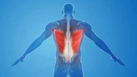 Latissimus Dorsi Muscles pain and injury | Stock Video | Pond5