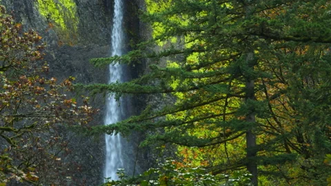 Latourell Falls , seen through forest, Columbia River Gorge, Oregon Video stock 220099229