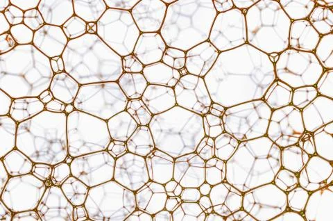 Lattice Stock Photos