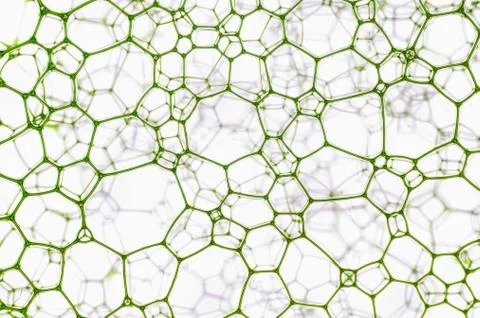 Lattice Stock Photos