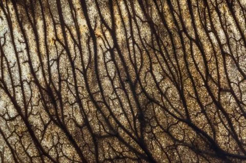 Lattice Stock Photos