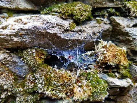 A Latticework of Spider's Webbing Weaved Onto a Rock Plateau. Stock Photos