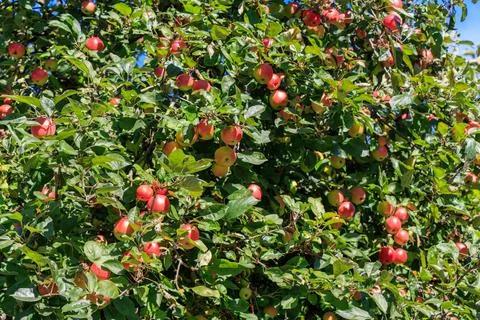 Latvia. Apple tree. Stock Photos