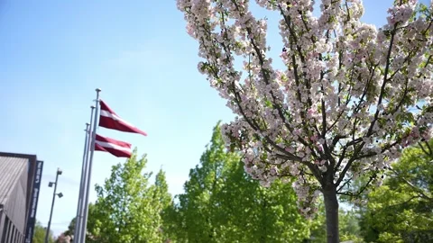 Latvian flags moving in the wind. With blooming trees Stock Footage 276725257
