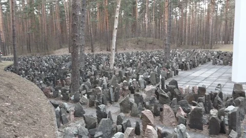 Latvian Forest Video stock 108396519