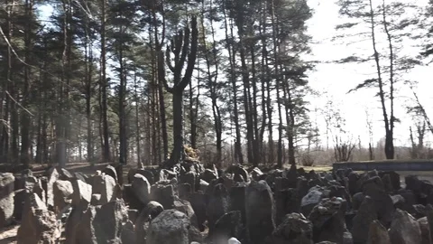 Latvian Forest Stock Footage 108396547