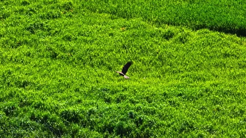 Latvian Lesser spotted eagle soaring over peaceful green landscape Stock Footage 313097086