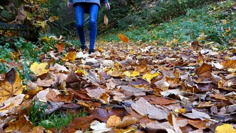 Laub3 Stock Footage 119099487