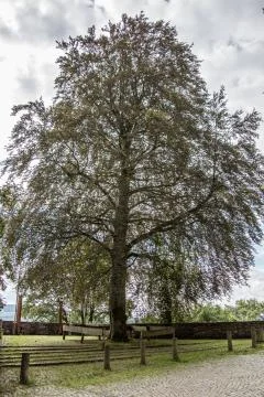Laubbaum Stock Photos