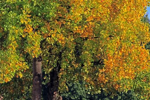 Laubfärbung der Bäume Leuchtendes Herbstlaub von einem alten und sehr groß Stock Photos