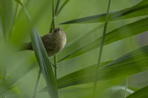Laubsänger Foto stock