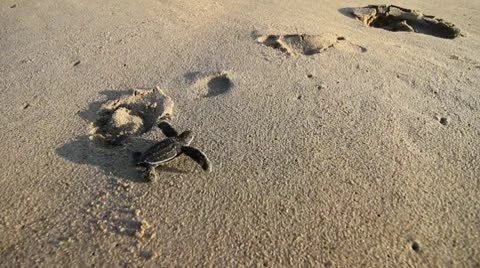 Laud turtle going into sea Stock Footage 8948114