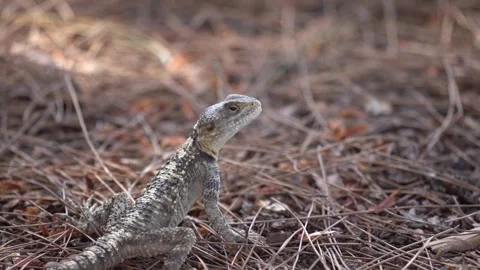 Laudakia Stellio Stock Footage 258354976