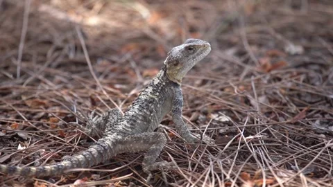 Laudakia Stellio Stock Footage 258355469