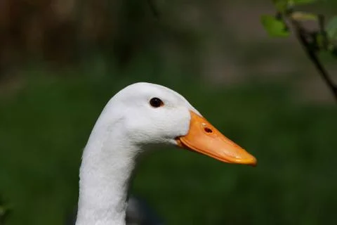 Laufenten Stock Photos