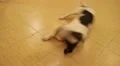 Laughable Puppy Fooling, Wagging Tail and Rolling on the Back. HD Footage