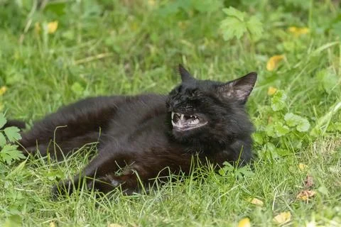 Laughing cat Stock Photos