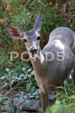 Laughing Deer Stock Photos