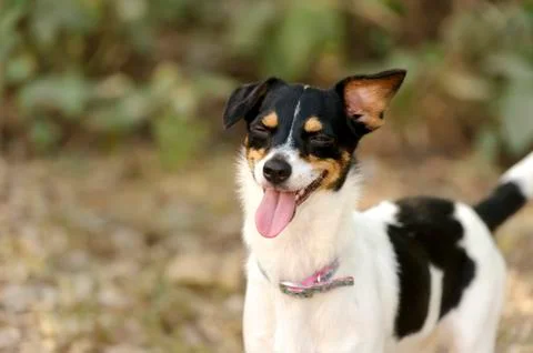 Laughing Dog Stock Photos