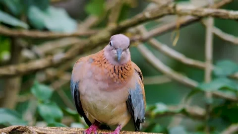 Laughing Dove on a branch Video stock 256167067