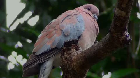 Laughing dove Stock Footage 12143405