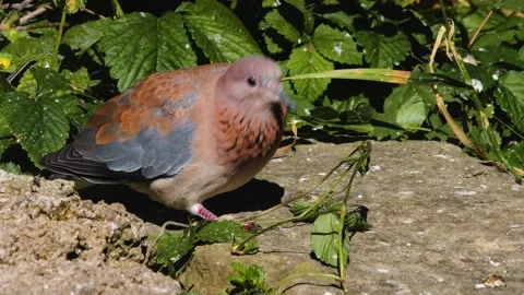 A laughing Dove Stock Footage 244346156