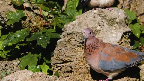 A laughing Dove Stock Footage 244595069