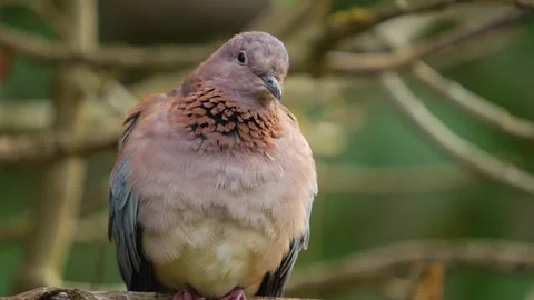 A Laughing Dove with an itch. Stock Footage 268758319