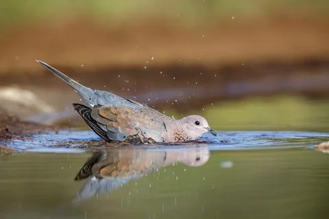 Laughing Dove in Kruger National park, South Africa Stock Photos