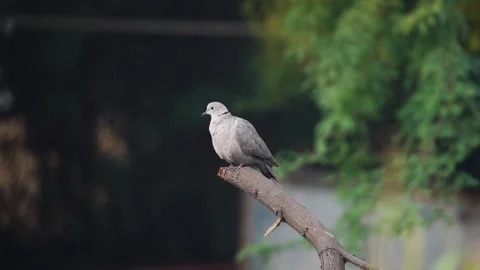 Laughing dove on perch Stock Footage 258024400