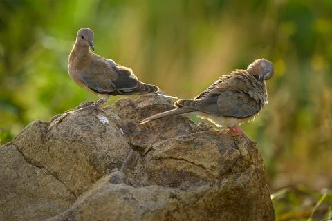Laughing Dove Stock Photos