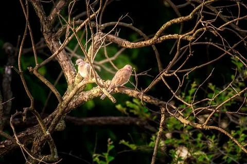 Laughing dove Stock Photos