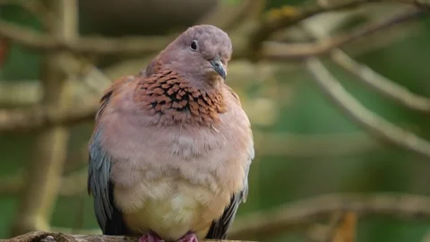 A Laughing Dove resting Stock Footage 269404697