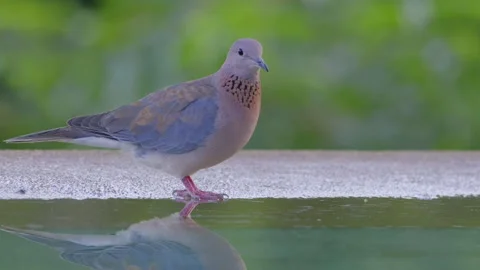 Laughing dove on water side drinking and flying away Stock Footage 249252091