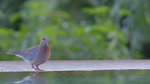 Laughing dove on water side drinking and flying away Stock Footage 249252216