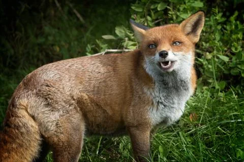 The laughing fox Stock Photos