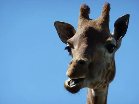 Laughing Giraffe Stock Photos